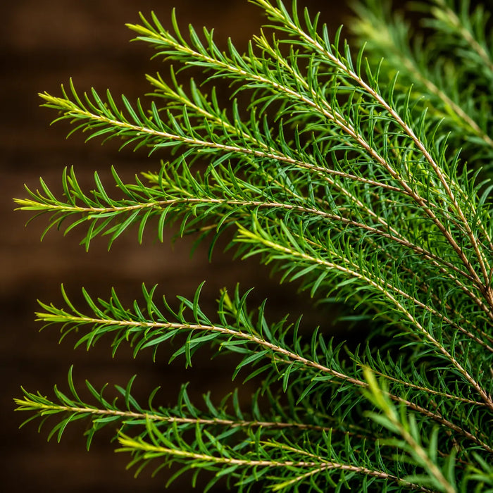 Tea Tree